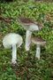 Hygrophorus agathosmus
